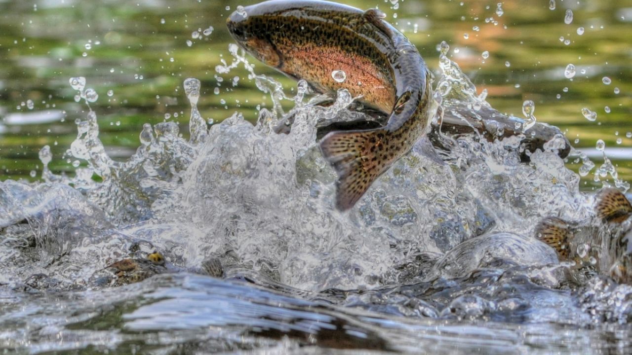 Rainbow trout